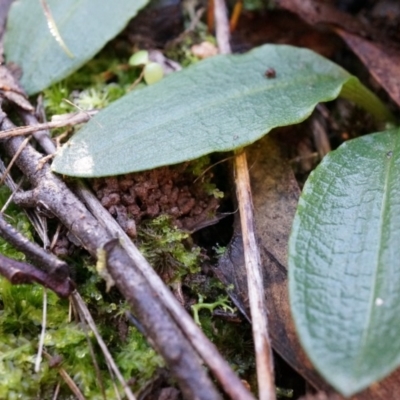 Chiloglottis reflexa (Short-clubbed Wasp Orchid) at ANBG South Annex - 4 May 2014 by AaronClausen