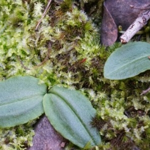 Chiloglottis reflexa at Acton, ACT - suppressed