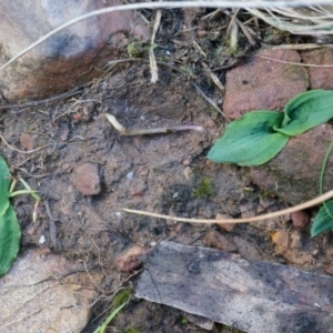 Chiloglottis reflexa at Acton, ACT - 4 May 2014