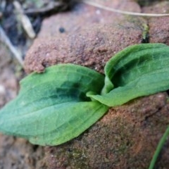 Chiloglottis reflexa (Short-clubbed Wasp Orchid) at ANBG South Annex - 4 May 2014 by AaronClausen