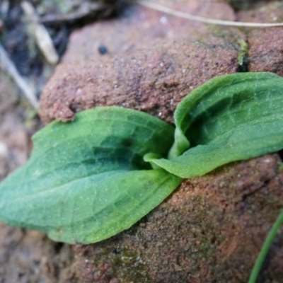 Chiloglottis reflexa (Short-clubbed Wasp Orchid) at ANBG South Annex - 4 May 2014 by AaronClausen