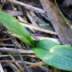 Chiloglottis reflexa (Short-clubbed Wasp Orchid) at Acton, ACT - 4 May 2014 by AaronClausen