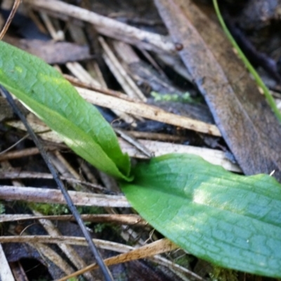 Chiloglottis reflexa (Short-clubbed Wasp Orchid) at ANBG South Annex - 4 May 2014 by AaronClausen