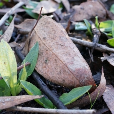 Chiloglottis reflexa (Short-clubbed Wasp Orchid) at Acton, ACT - 4 May 2014 by AaronClausen