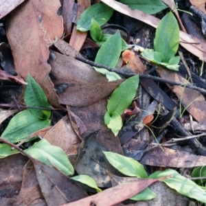 Chiloglottis reflexa at Acton, ACT - 4 May 2014