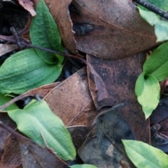 Chiloglottis reflexa (Short-clubbed Wasp Orchid) at Acton, ACT - 4 May 2014 by AaronClausen