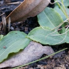 Chiloglottis reflexa (Short-clubbed Wasp Orchid) at ANBG South Annex - 4 May 2014 by AaronClausen