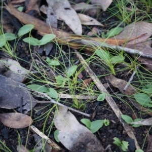 Chiloglottis reflexa at Acton, ACT - 4 May 2014