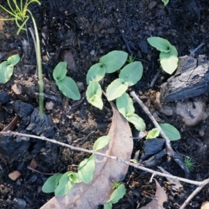 Chiloglottis reflexa at Acton, ACT - 4 May 2014