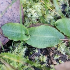 Chiloglottis reflexa (Short-clubbed Wasp Orchid) at Acton, ACT - 4 May 2014 by AaronClausen