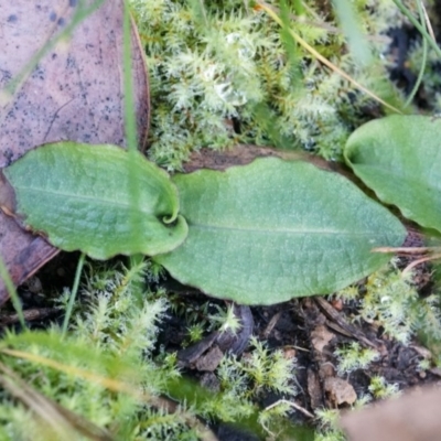 Chiloglottis reflexa (Short-clubbed Wasp Orchid) at Acton, ACT - 4 May 2014 by AaronClausen