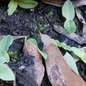 Chiloglottis reflexa at Acton, ACT - suppressed