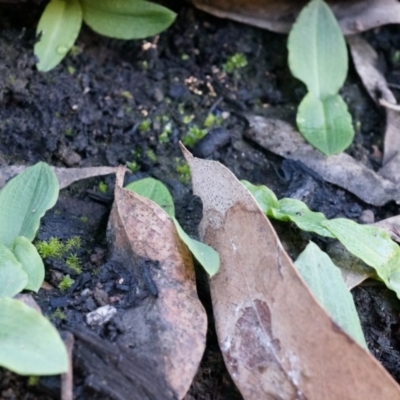 Chiloglottis reflexa (Short-clubbed Wasp Orchid) at Acton, ACT - 4 May 2014 by AaronClausen