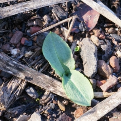 Chiloglottis reflexa (Short-clubbed Wasp Orchid) at Acton, ACT - 4 May 2014 by AaronClausen