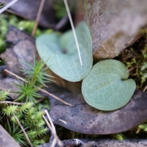 Cyrtostylis reniformis at suppressed - suppressed