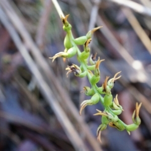 Corunastylis clivicola at Acton, ACT - 4 May 2014