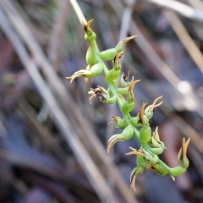 Corunastylis clivicola (Rufous midge orchid) at Acton, ACT - 4 May 2014 by AaronClausen