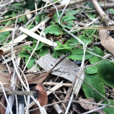 Chiloglottis reflexa (Short-clubbed Wasp Orchid) at Black Mountain - 10 May 2014 by AaronClausen