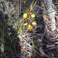 Diuris pardina (Leopard Doubletail) at Hackett, ACT - 14 Sep 2013 by AaronClausen