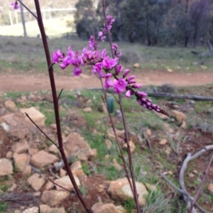 Indigofera australis subsp. australis at Hackett, ACT - 14 Sep 2013