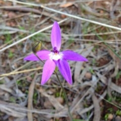 Glossodia major (Wax Lip Orchid) at Mount Majura - 15 Sep 2013 by AaronClausen