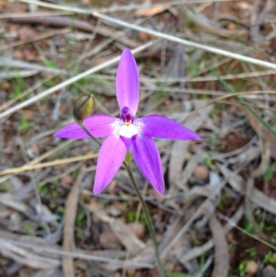 Glossodia major (Wax Lip Orchid) at Mount Majura - 15 Sep 2013 by AaronClausen