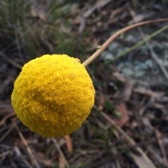 Craspedia variabilis (Common Billy Buttons) at Mount Majura - 14 Oct 2013 by AaronClausen