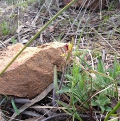 Caladenia actensis (Canberra Spider Orchid) at Hackett, ACT by AaronClausen