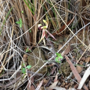 Caladenia actensis at suppressed - 15 Sep 2013