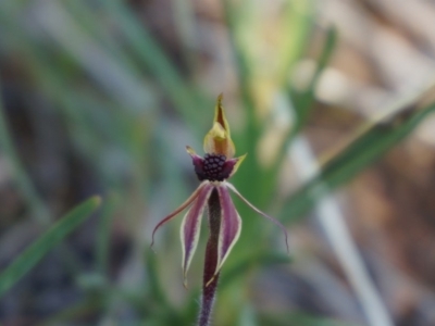 Caladenia actensis (Canberra Spider Orchid) at Hackett, ACT - 18 Sep 2013 by AaronClausen