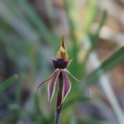 Caladenia actensis (Canberra Spider Orchid) at GG282 - 18 Sep 2013 by AaronClausen
