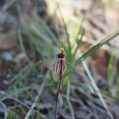 Caladenia actensis at suppressed - suppressed