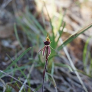 Caladenia actensis at suppressed - suppressed