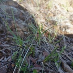 Caladenia actensis at suppressed - suppressed