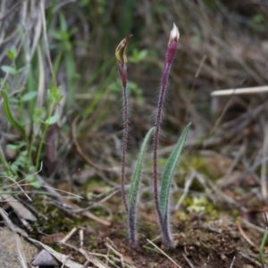 Caladenia actensis at suppressed - suppressed