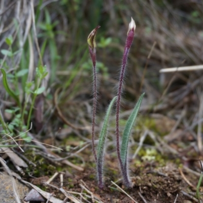 Caladenia actensis (Canberra Spider Orchid) at Hackett, ACT - 22 Sep 2013 by AaronClausen