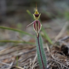 Caladenia actensis at suppressed - 22 Sep 2013