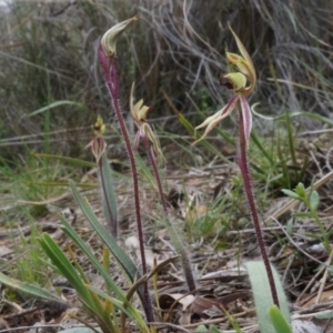 Caladenia actensis at suppressed - suppressed