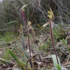 Caladenia actensis at suppressed - 22 Sep 2013