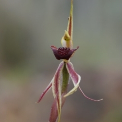 Caladenia actensis at suppressed - suppressed