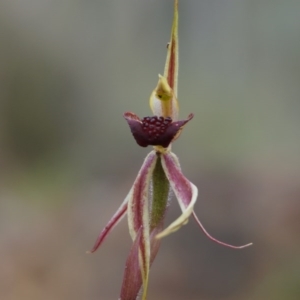 Caladenia actensis at suppressed - suppressed