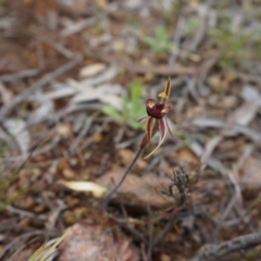 Caladenia actensis at suppressed - suppressed