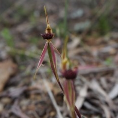 Caladenia actensis (Canberra Spider Orchid) at Hackett, ACT by AaronClausen