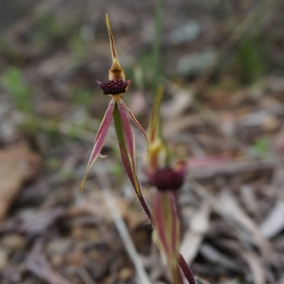 Caladenia actensis (Canberra Spider Orchid) at Hackett, ACT - 22 Sep 2013 by AaronClausen
