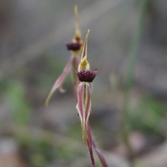Caladenia actensis at suppressed - suppressed