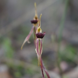 Caladenia actensis at suppressed - 22 Sep 2013