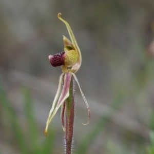 Caladenia actensis at suppressed - 22 Sep 2013