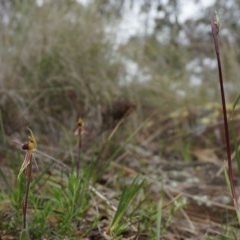 Caladenia actensis at suppressed - 22 Sep 2013