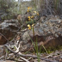 Diuris pardina (Leopard Doubletail) at Hackett, ACT - 22 Sep 2013 by AaronClausen