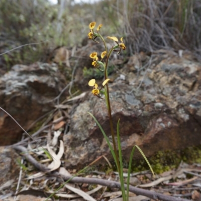 Diuris pardina (Leopard Doubletail) at Hackett, ACT - 22 Sep 2013 by AaronClausen